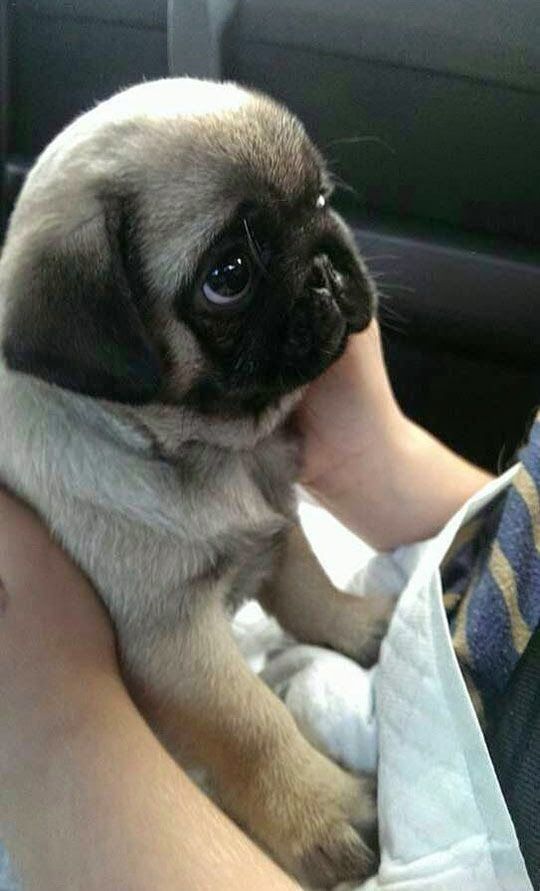 Pug eyes