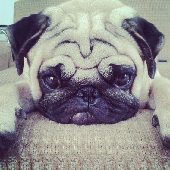 Pug face