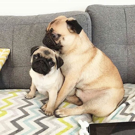 Pug friends on the sofa
