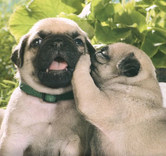 Pug secrets