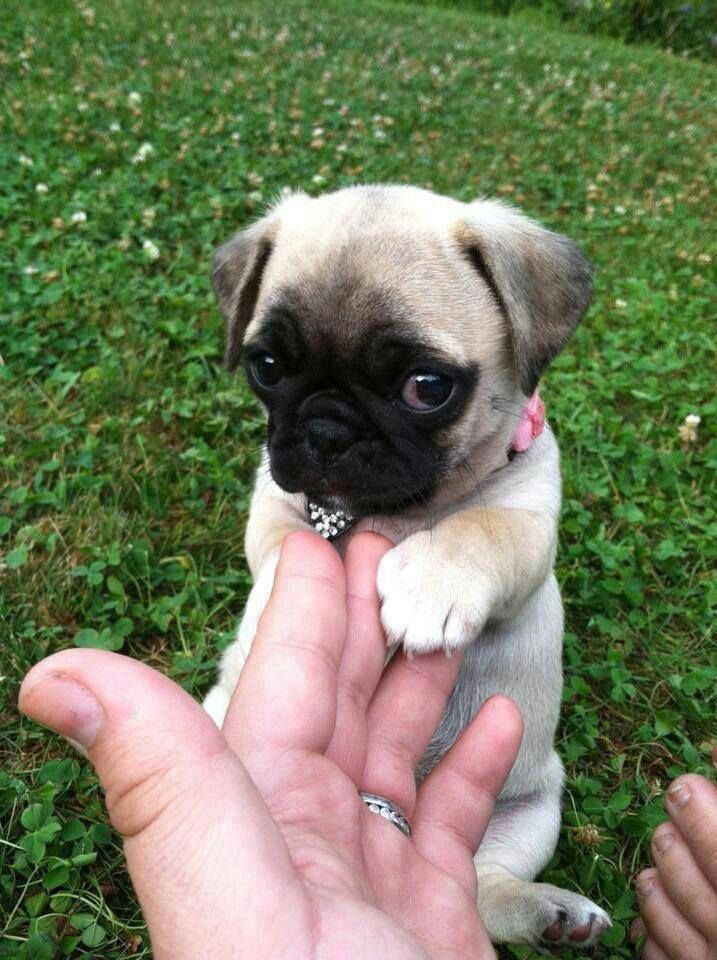 cute pug puppy