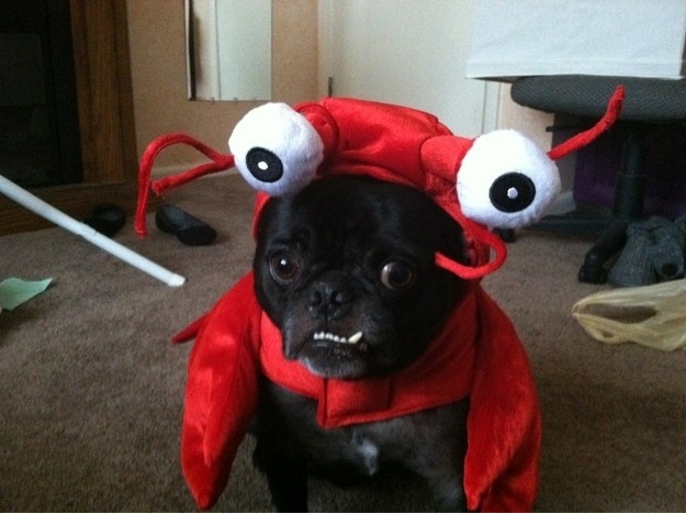 lobster pug