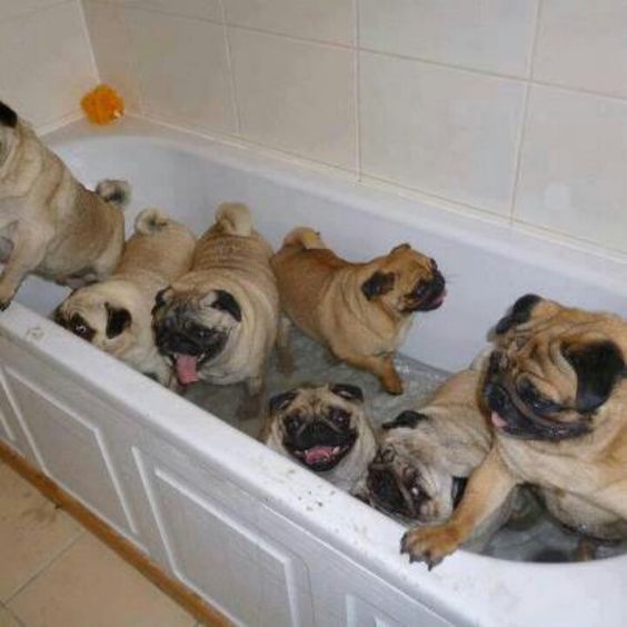 lots of Pugs