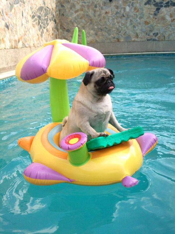 pool Pug