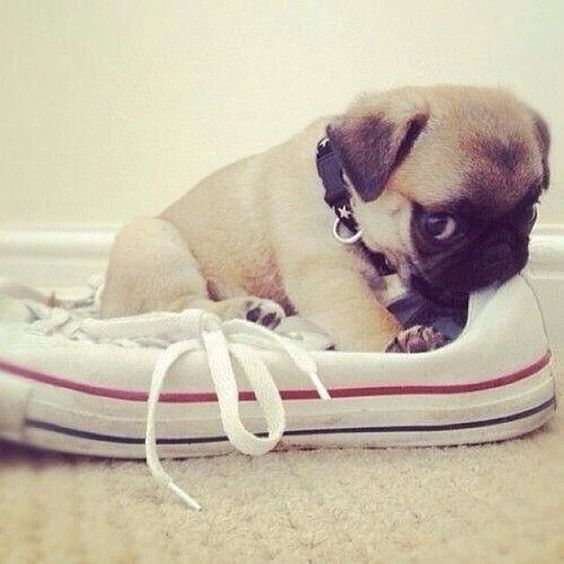 pug chewing on shoe