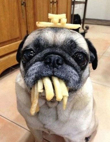 pug fries