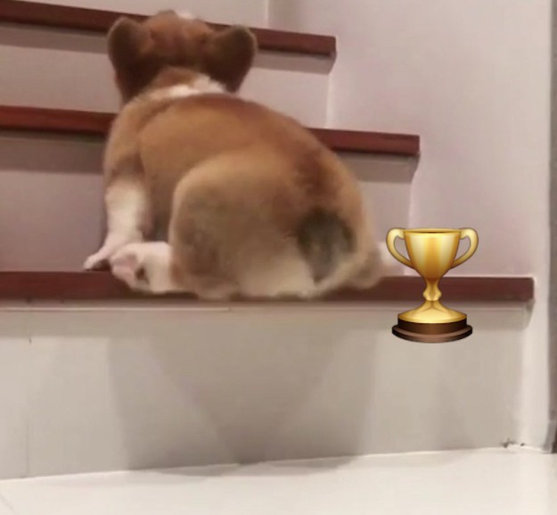 corgi won