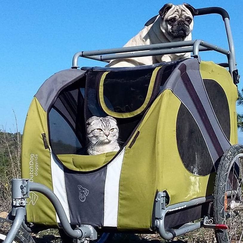 pug and cat