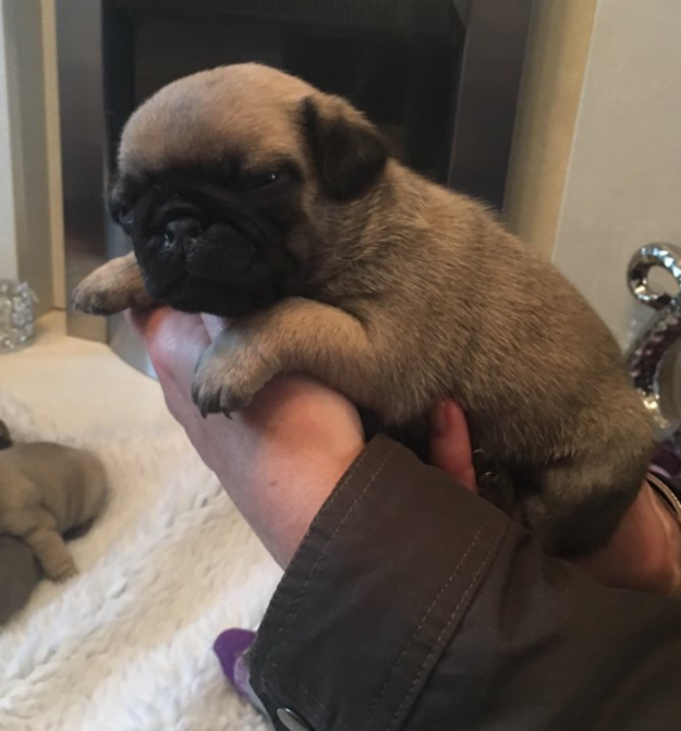 baby pug