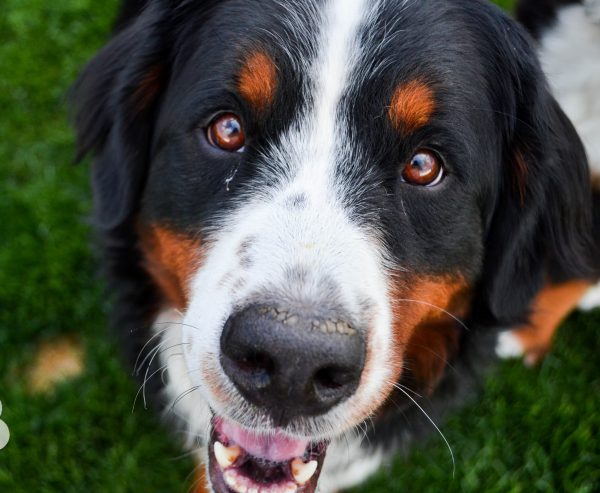 bernese-mountain-dog-courtesy-bethany-tracy-text-600x493