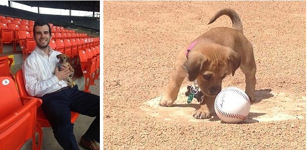 daisy baseball puppy