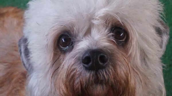 dandie-2-courtesy-cathi-tower-chiscaden-text-600x337