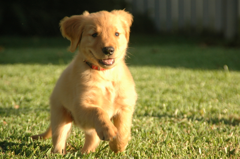 excited-puppy