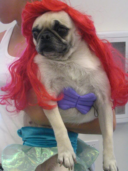 pug disney princess