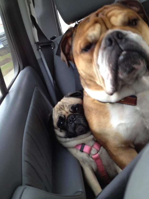 pug behind large dog