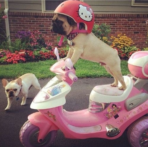 pug getting around town