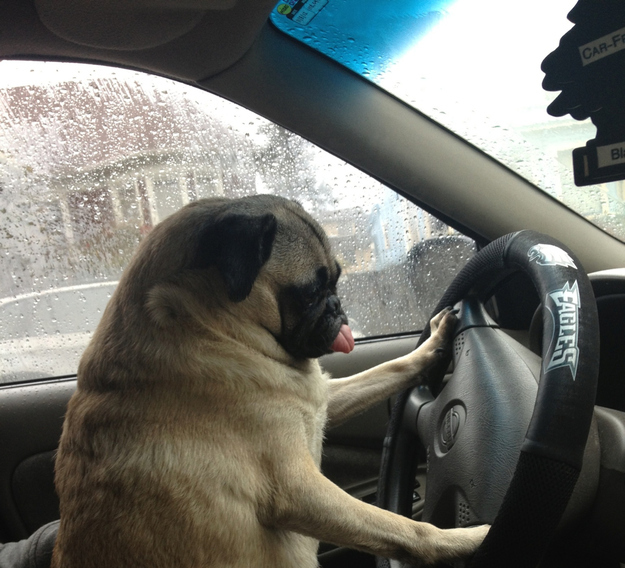 pug handling car