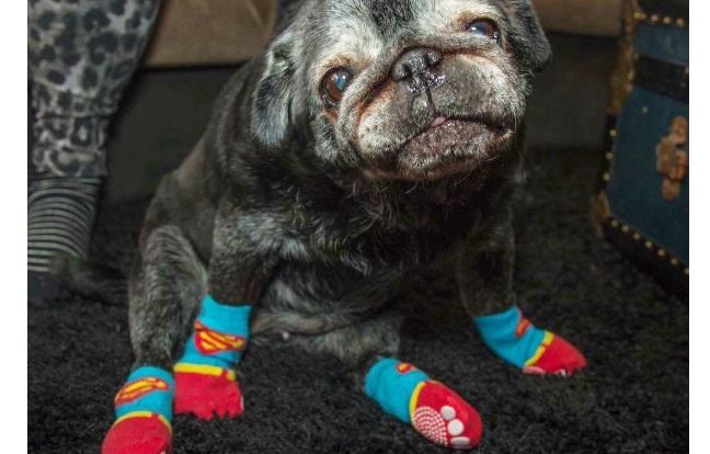 pug-with-socks-featured