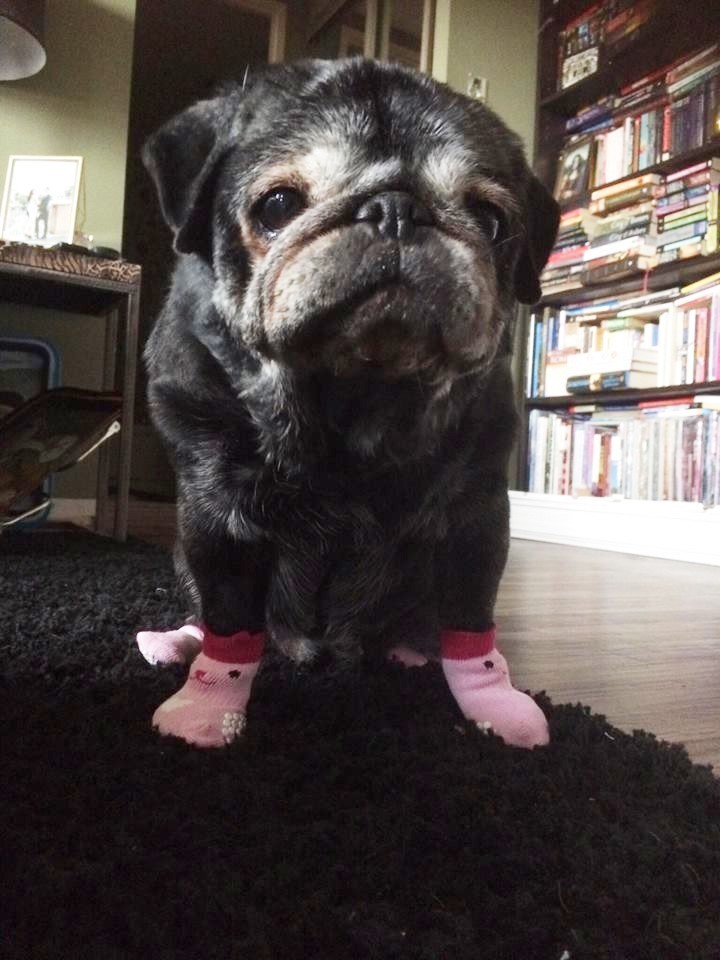 pug with socks