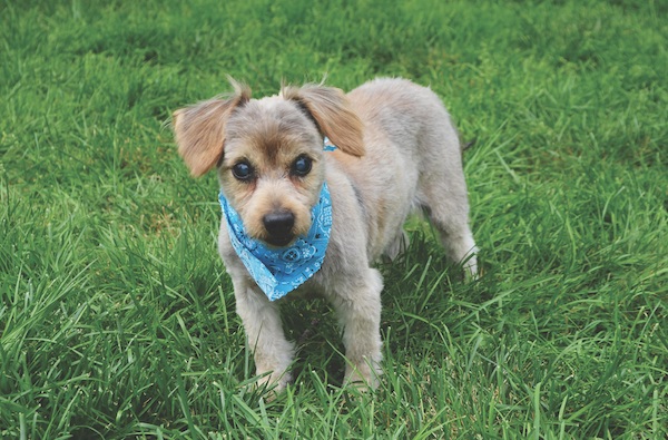 fuzzy-dog-at-the-farm