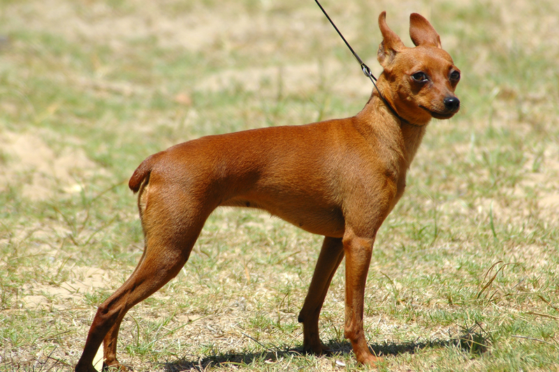 miniature-pinscher