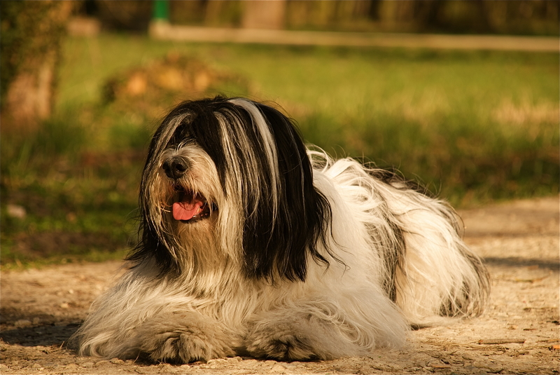 polish-lowland-sheepdog