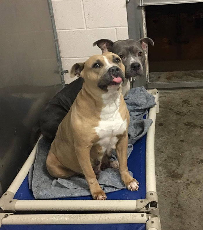 riley shelter dog with tongue out