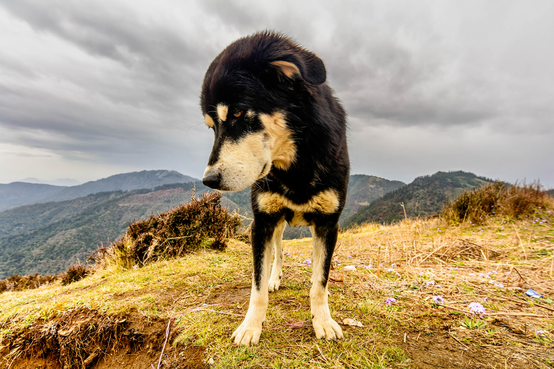 tibetan-mastiff