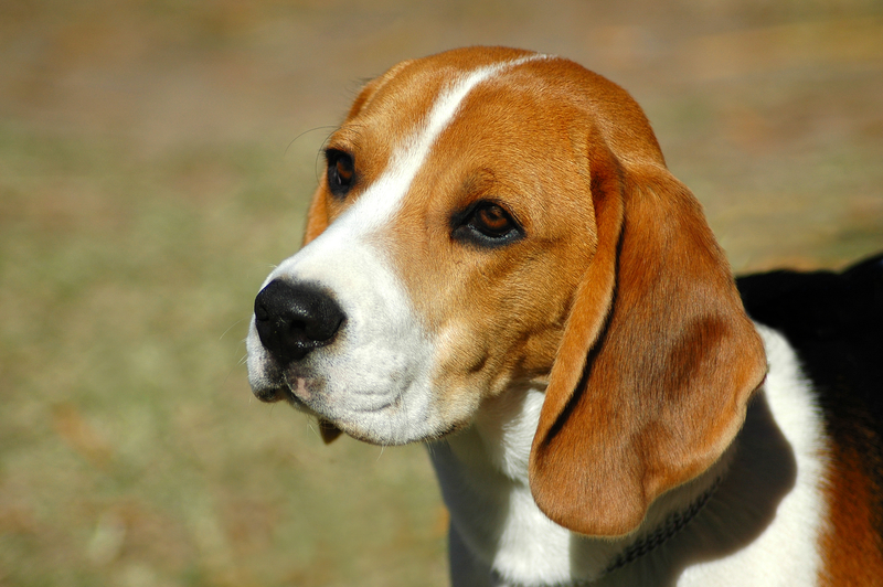 beagle