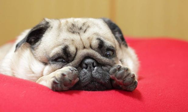 end-of-the-day-pug