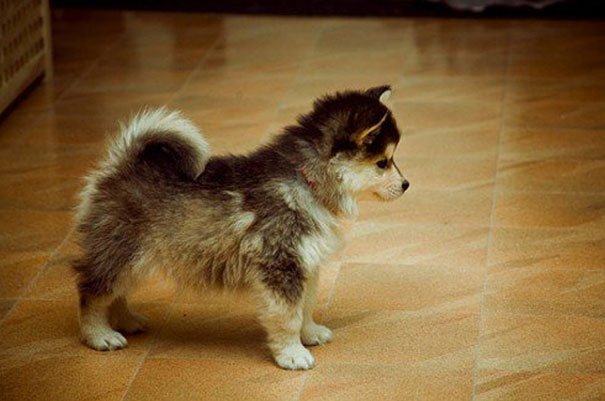 pomsky