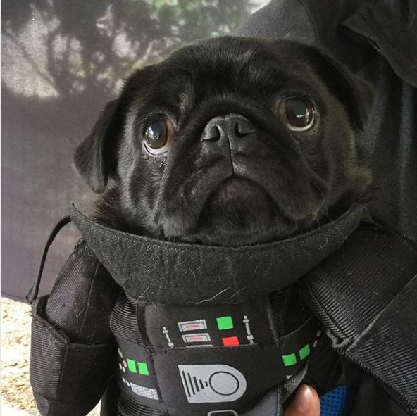 pug-darth-vader