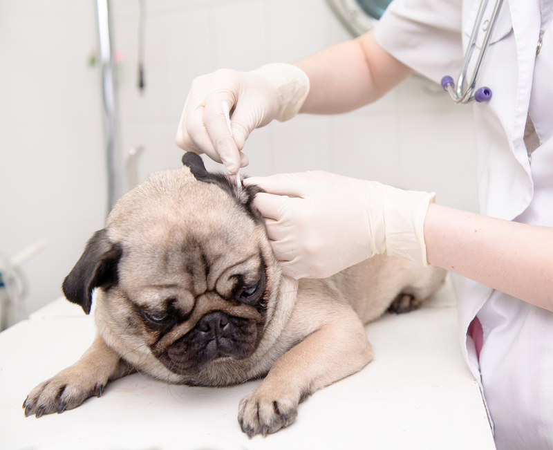 The Proper Steps to Take to Clean a Pug's Ears - Pup Fans