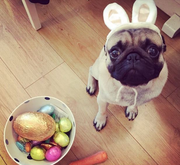pug-in-easter-outfit