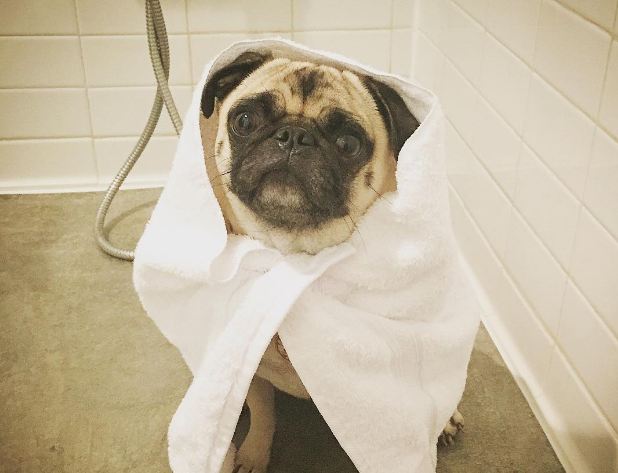 pug-look-after-bath-time