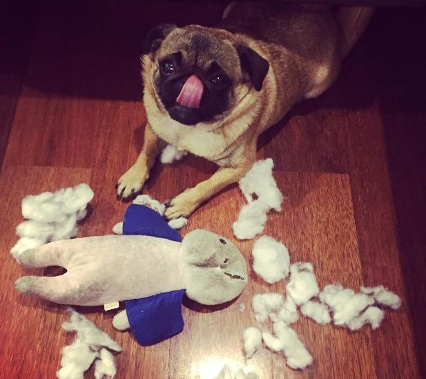 pug-mess