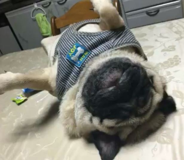 pug-snoring