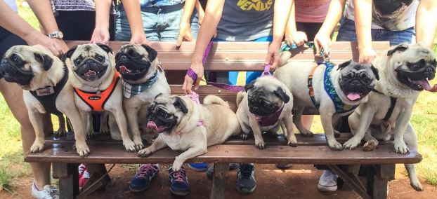 pug-social-life