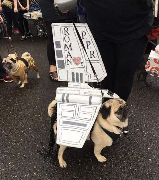 pug-star-wars-1