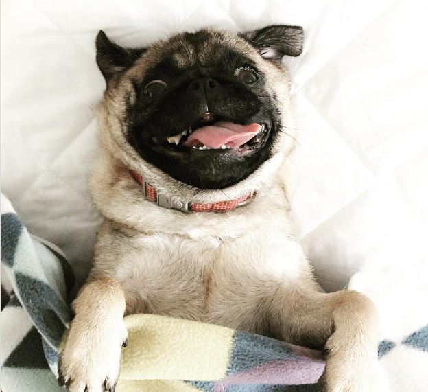 pug-takes-up-all-the-room
