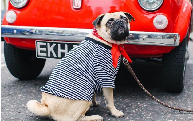 sophisticated-pug