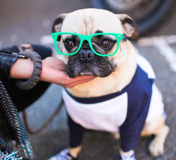 way-cooler-than-you-pug