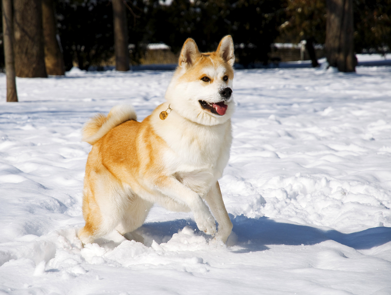 akita-dog-in-snow