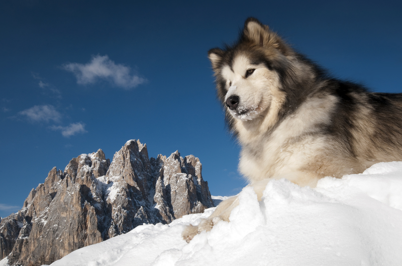 alaskan-malamute