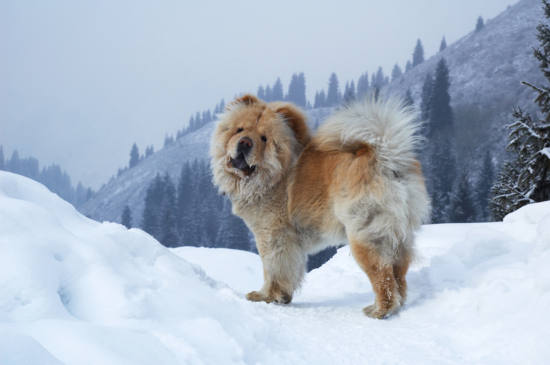 chow-chow-dog-in-snow