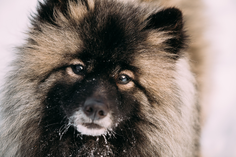 keeshond-dog-in-snow