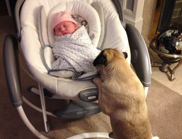 pug and baby