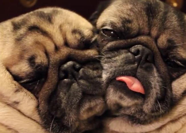 (Video) These Cuddling “Bonded Pair” Pugs Will Make Anyone Smile