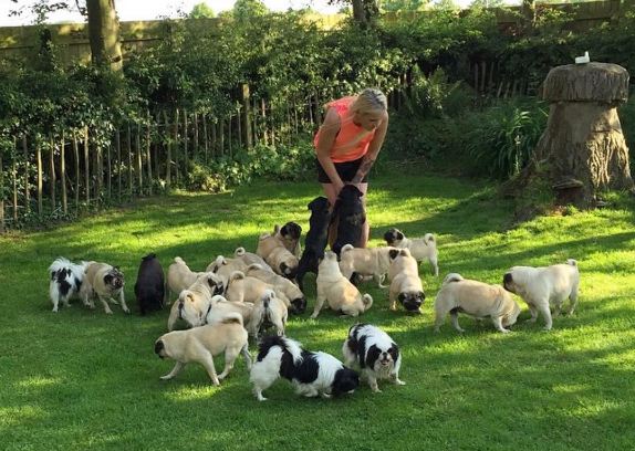 woman with her pugs