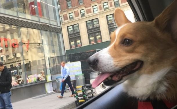 Corgi big apple